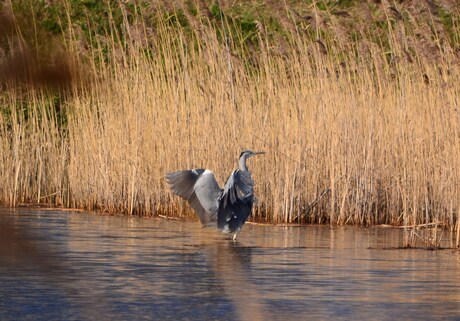 Reiger