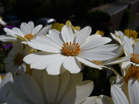 Spaanse margriet