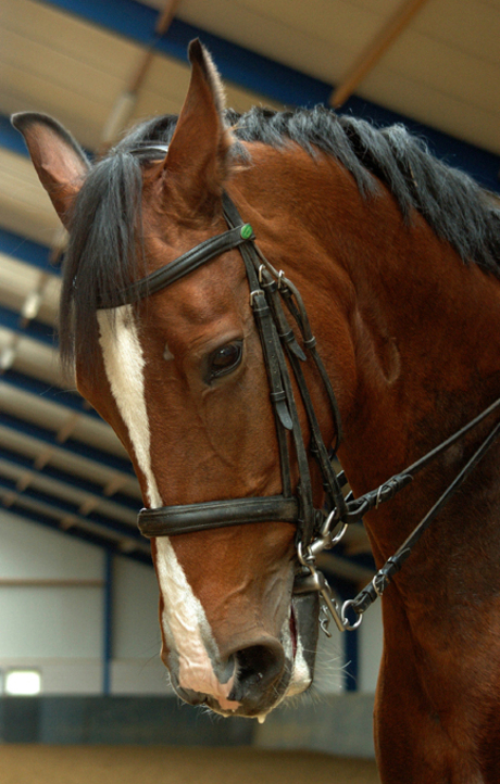 Loulou na dressuur training