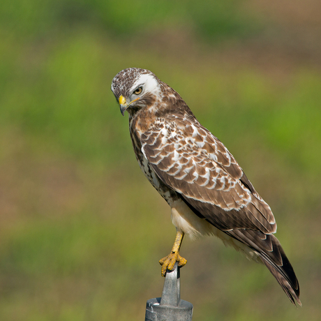 Buizerd