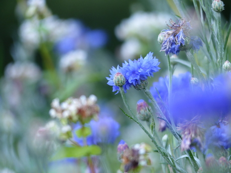 Blauw bloemenveld