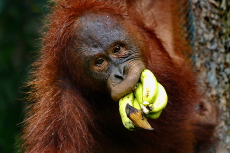 Orang Utan in het Semenggoh wildlife centre