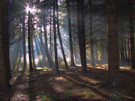 Zonlicht door bomen