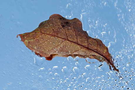 Herfstblad met regendruppels