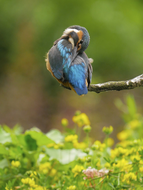 Poetsen in het zonnetje - ook de ijsvogel is blij dat de regen voorbij is