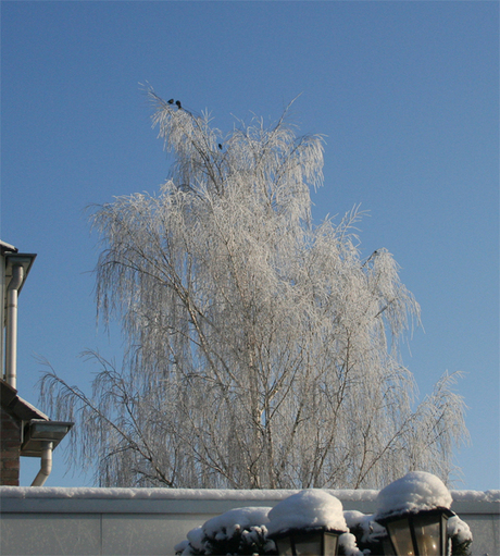 sneeuwboom