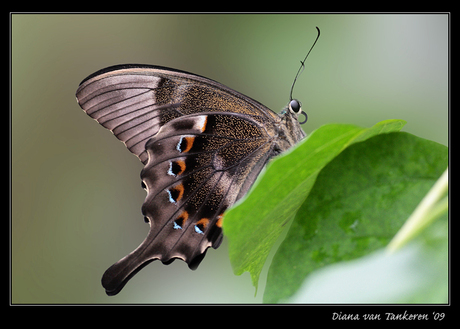 Papilio Bianor