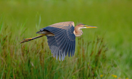 Purperreiger