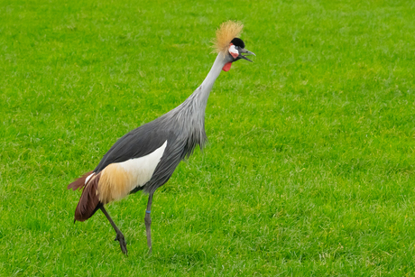 Kraanvogel in Mijdrecht