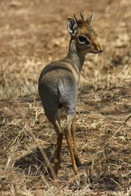 Dikdik