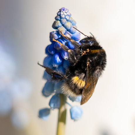 Hommel