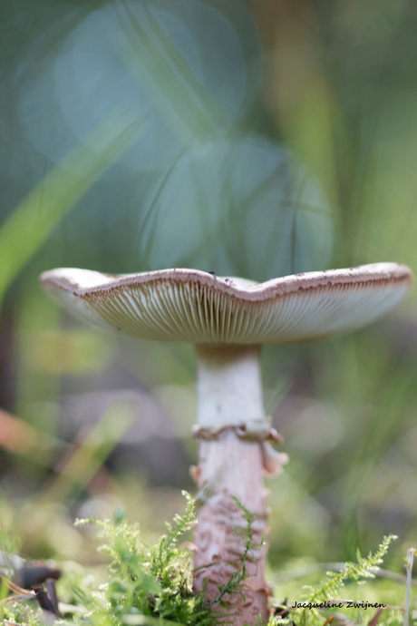 vangt de lichtcirkels op