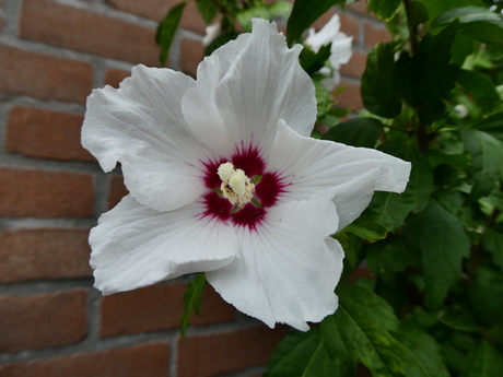 de witte hibiscus
