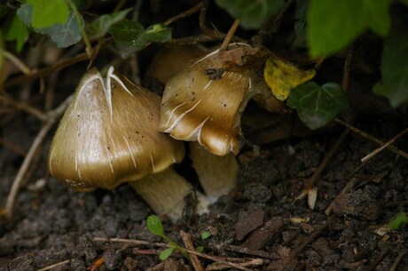 "gouden"paddestoelen