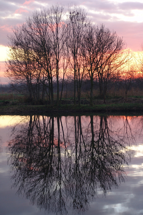 Boom bij zonsondergang