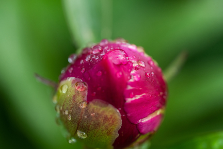 Pioenroos in de knop