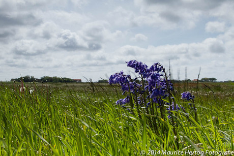 Zomerbloemen op de Lancasterdijk