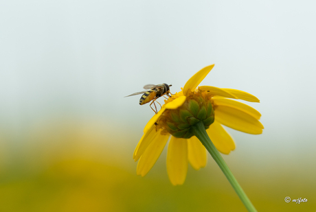 natuurschoon