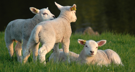 Lammetjes