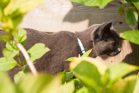 Dascha in de tuin