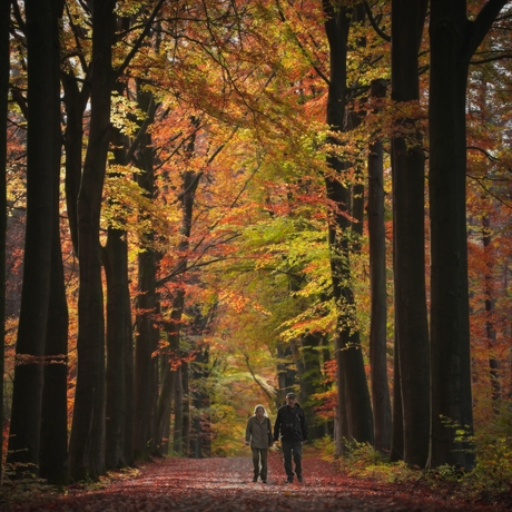 herfstsfeer in de Brabantse wouden