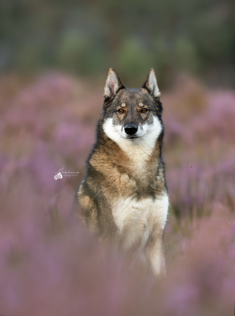 Vidar tussen de heide