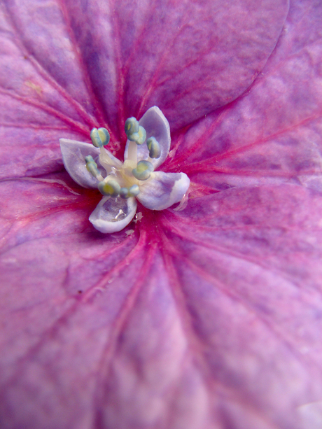 Hortensia hartje