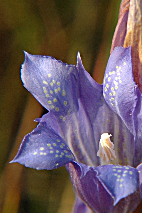 blauwe klokjesgentiaan