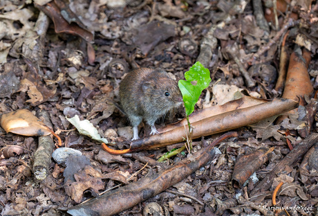 Rosse woelmuis