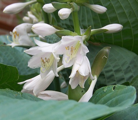 Hosta