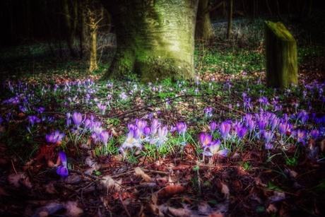 Purple carpet