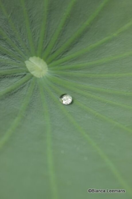 Water Drop