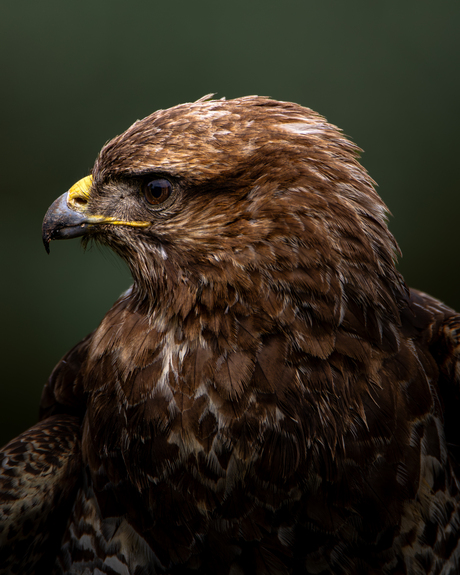 Buizerd