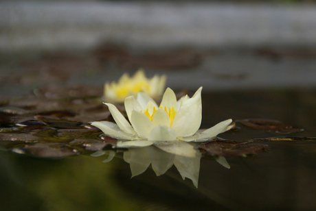 Mooie waterlelie in tuin