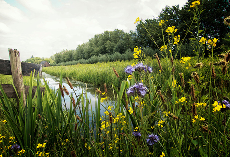 Polder