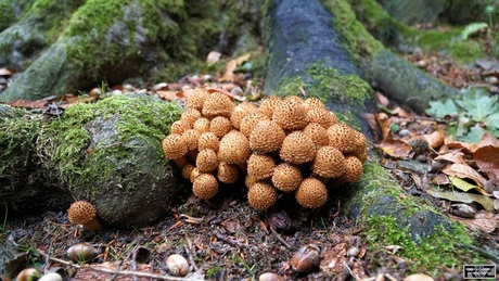 de 'stekelvarkentjes' onder de paddestoelen