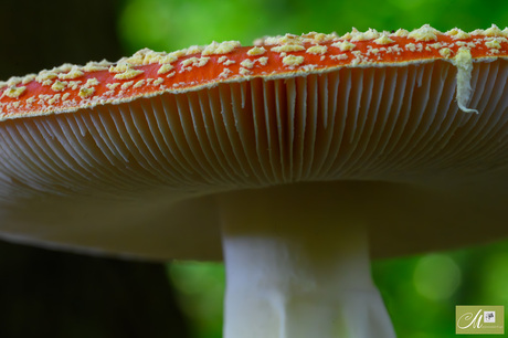 It's all about the hat