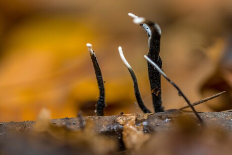 een hertengewei? niks daarvan ik ben gewoon een paddenstoel