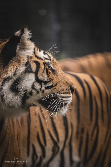 Tijger in Landgoed Hoenderdaell