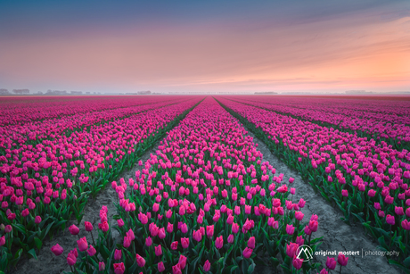 Tulip Mania...