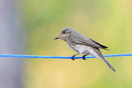 Grauwe vliegenvanger