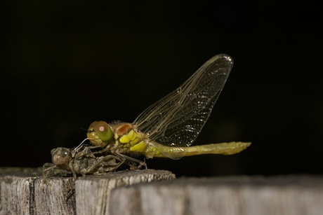 Uitgeslopen libelle