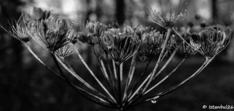 Black White Flower