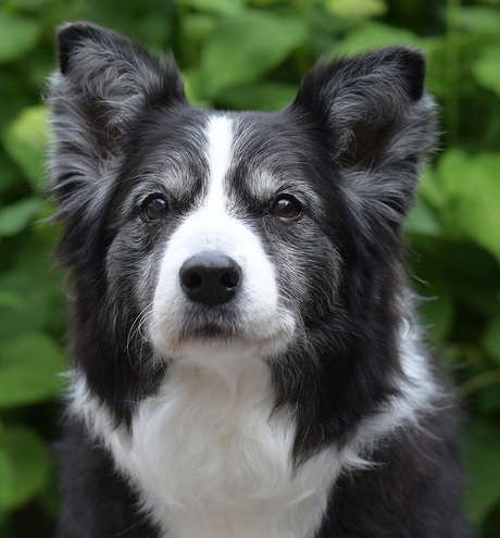 Collie's full focus