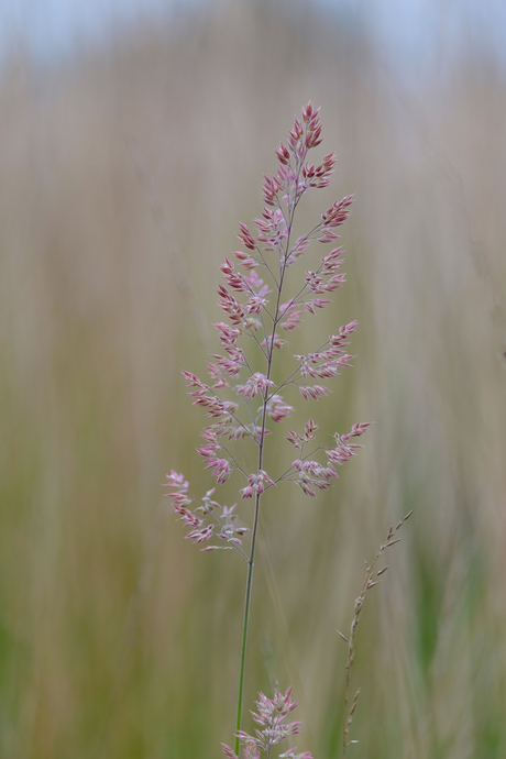 De Grote Heide bij Heeze 2