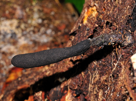 Houtknotszwam/Dodemansvinger (Xylaria polymorpha)