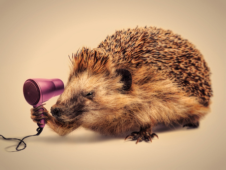 Hedgehog vs Hair dryer