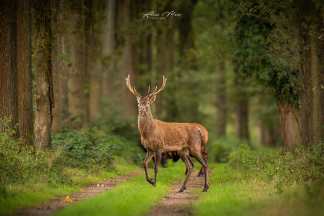 Wandelend edelhert