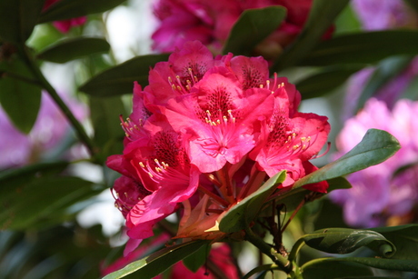rhododendron