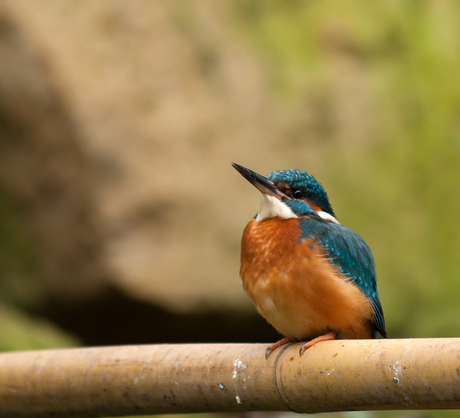 Mijn eerste ijsvogeltje